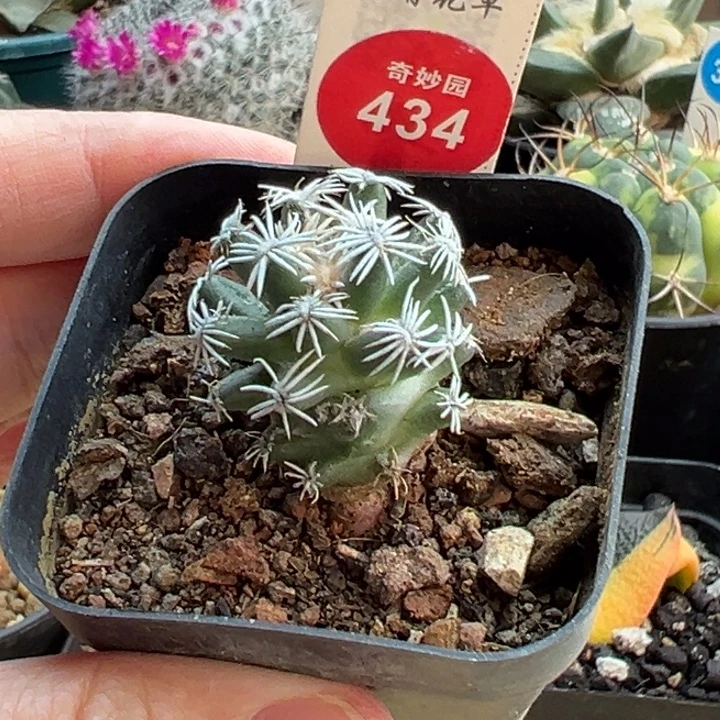 萝卜根孤月丸2.7cm