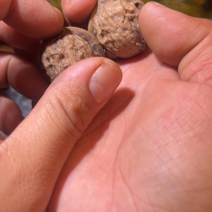 文玩核桃吊坠滇西2