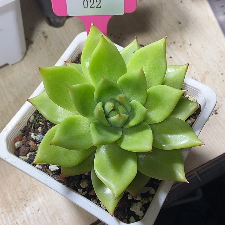 x022-多肉植物 东云