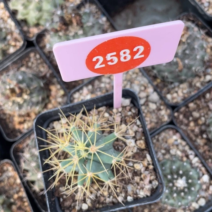 天***舟实生仙人球25822582