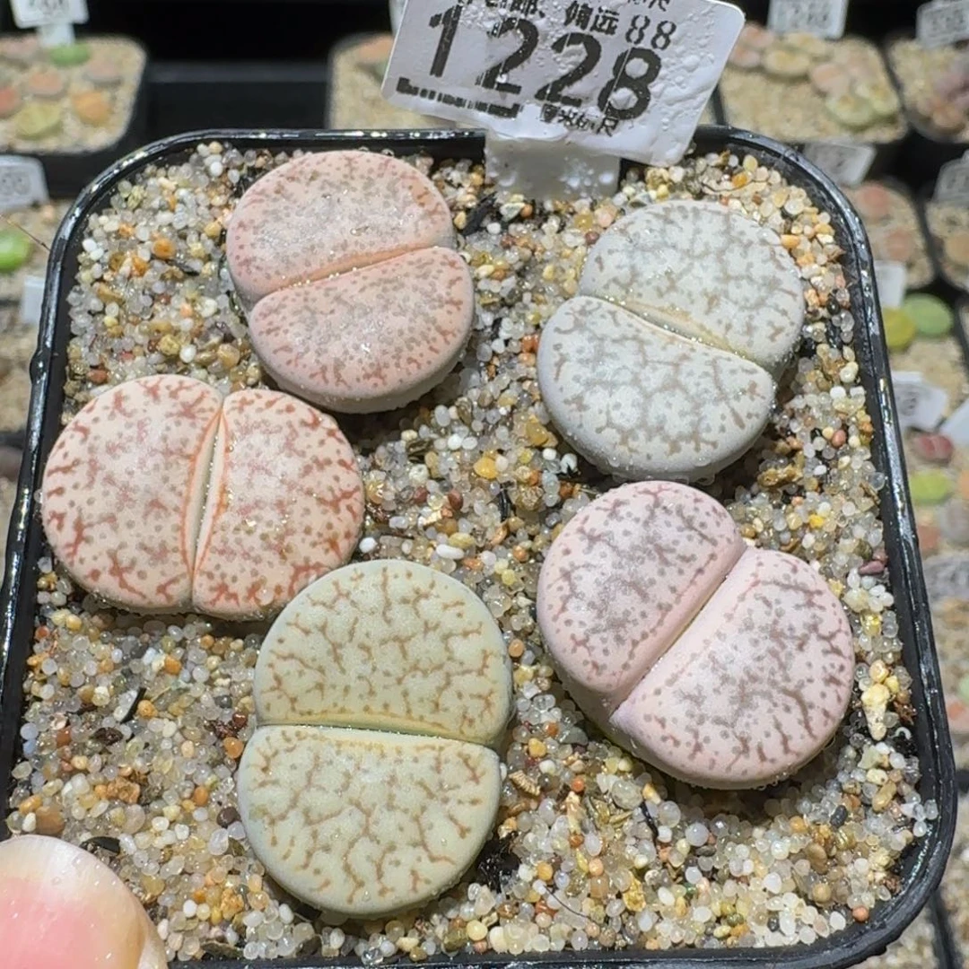 Sssss 好好看呀1228