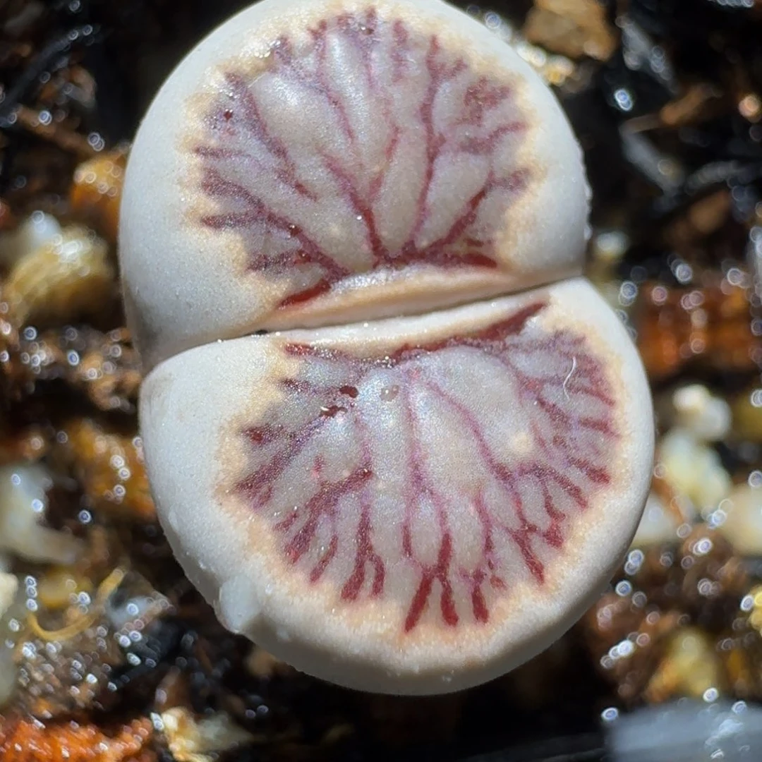 板娘私藏好屁屁185