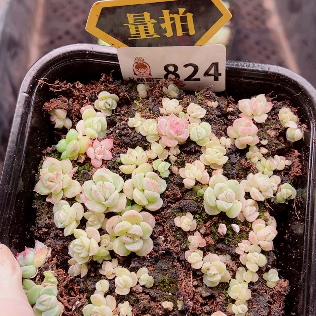 多肉植物多肉植物