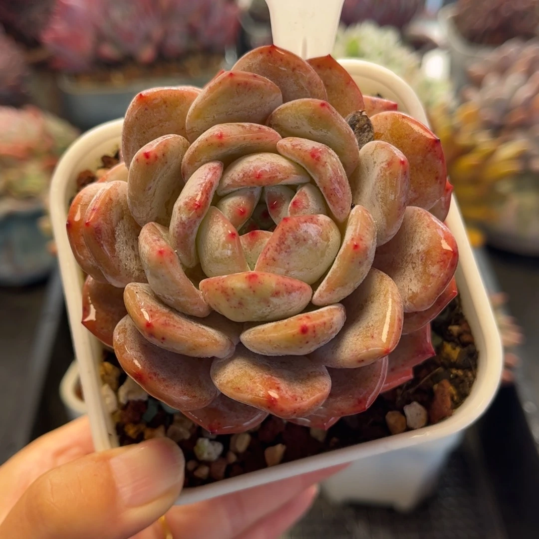 2169 满30包邮 天冷必拍保温箱