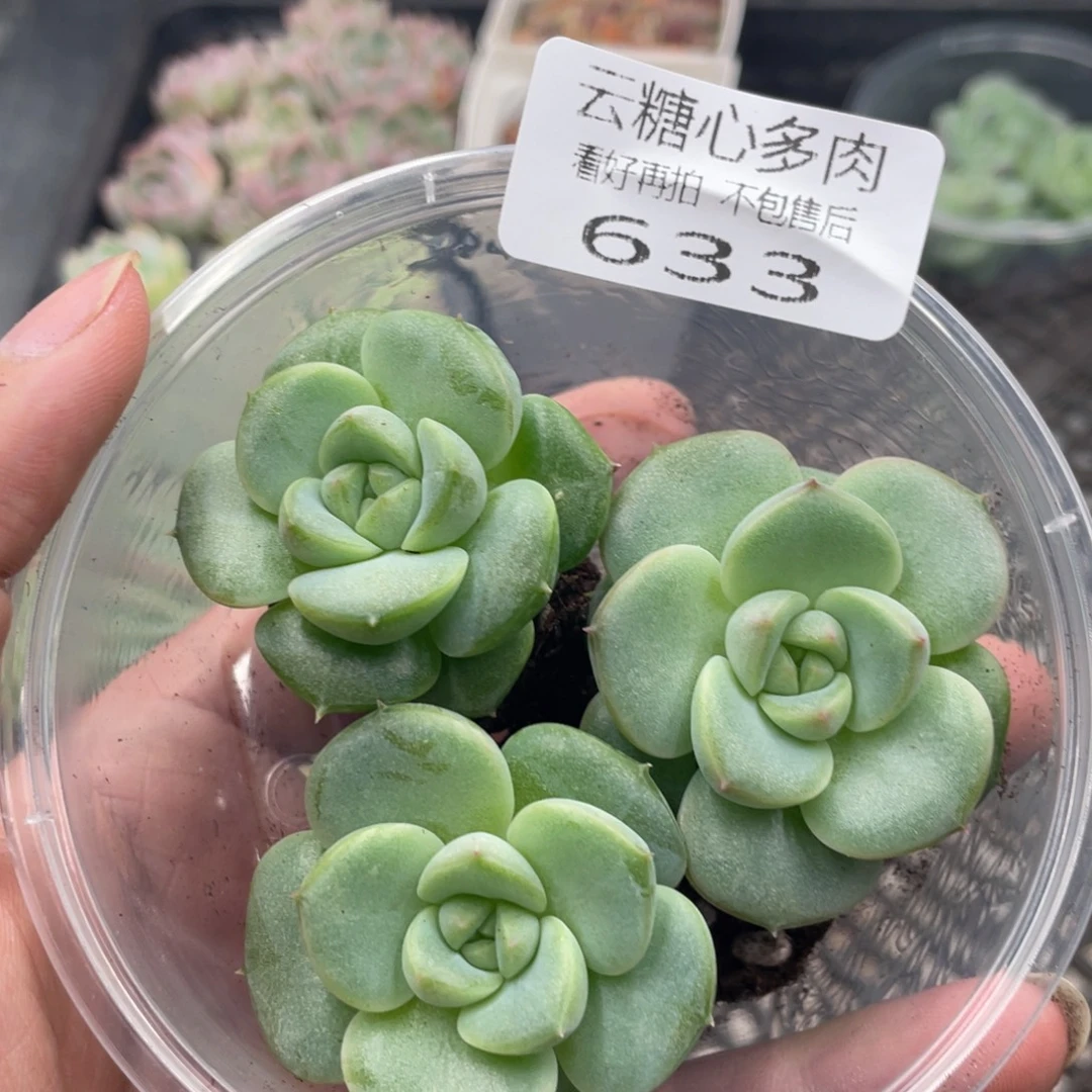 云糖心多肉植物633