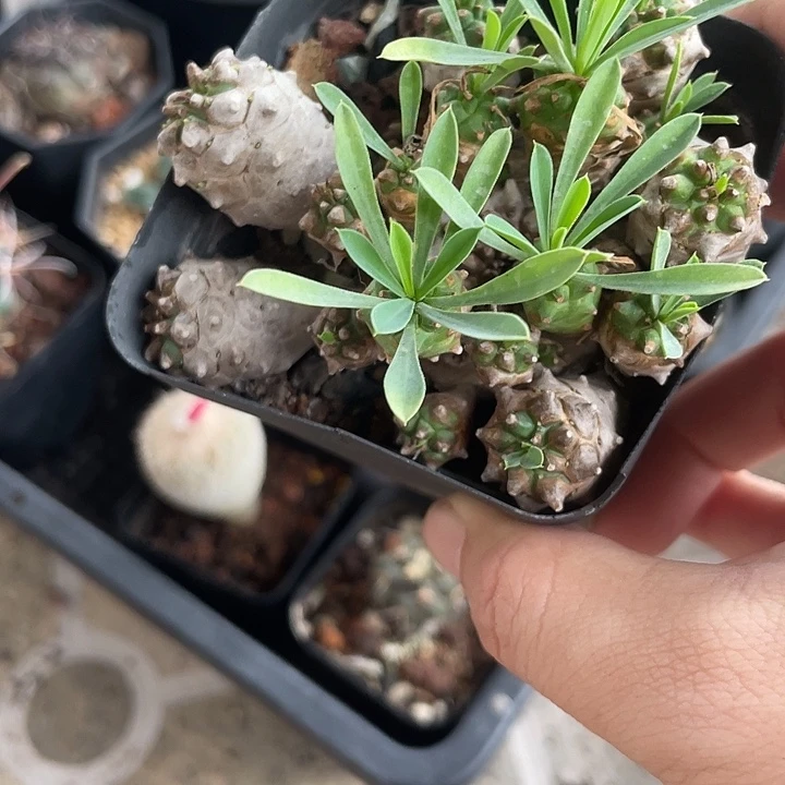 俄梅山仙人球一颗