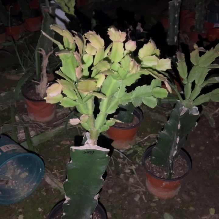 飞***度当前无花栽培后可以开花2277  83