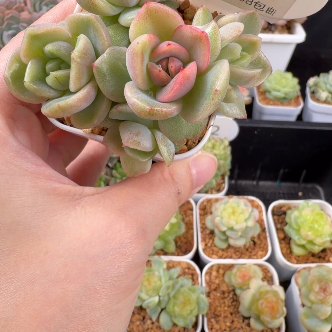 石化锦珍妮五头群143号