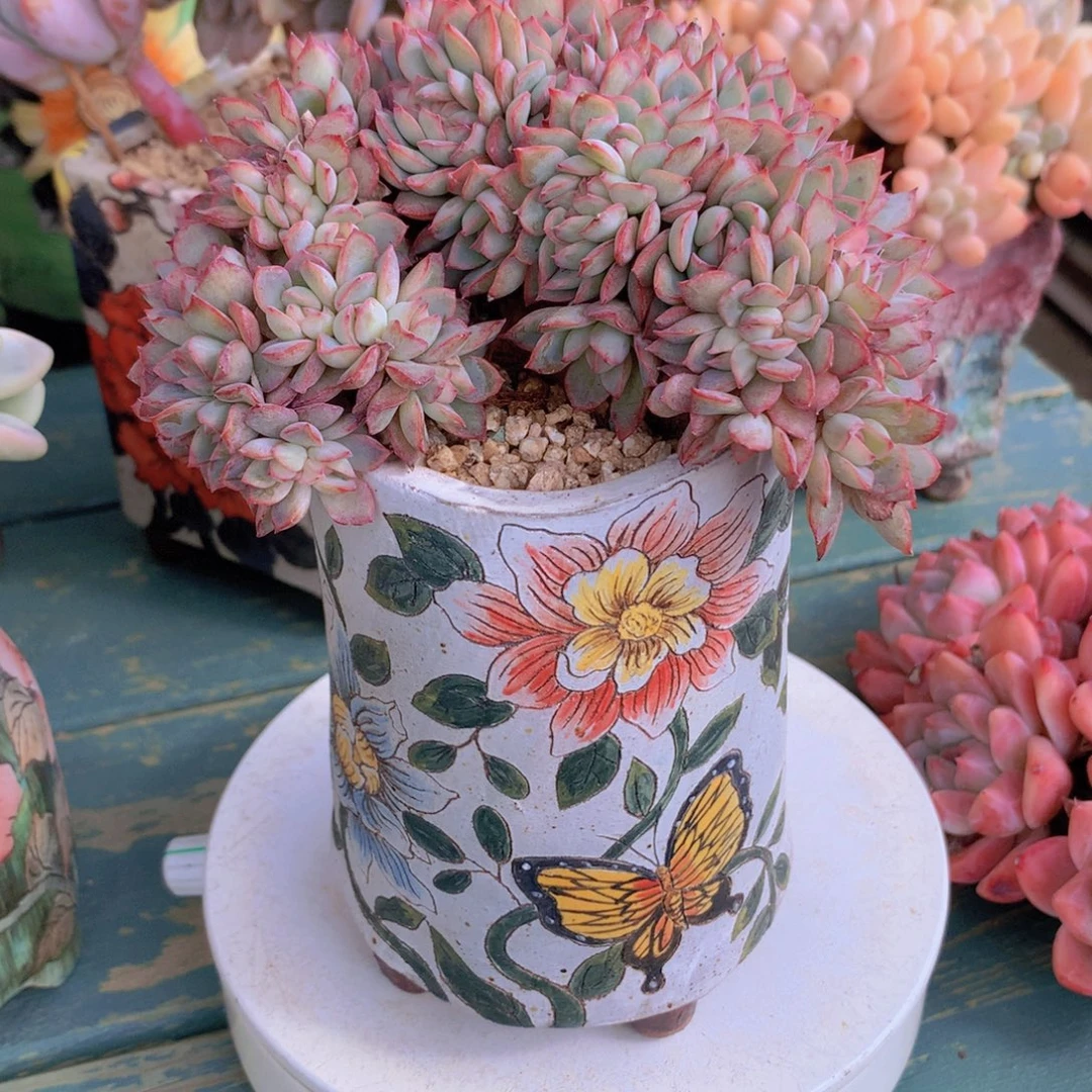 粉荷花朵朵无砍自然群