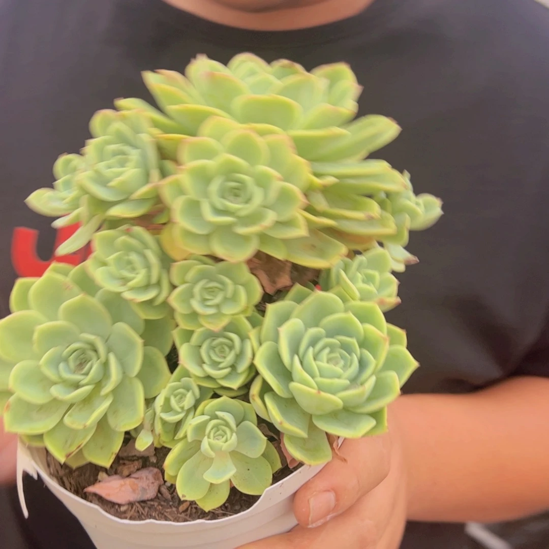 哈密瓜大单头带多仔，160杯