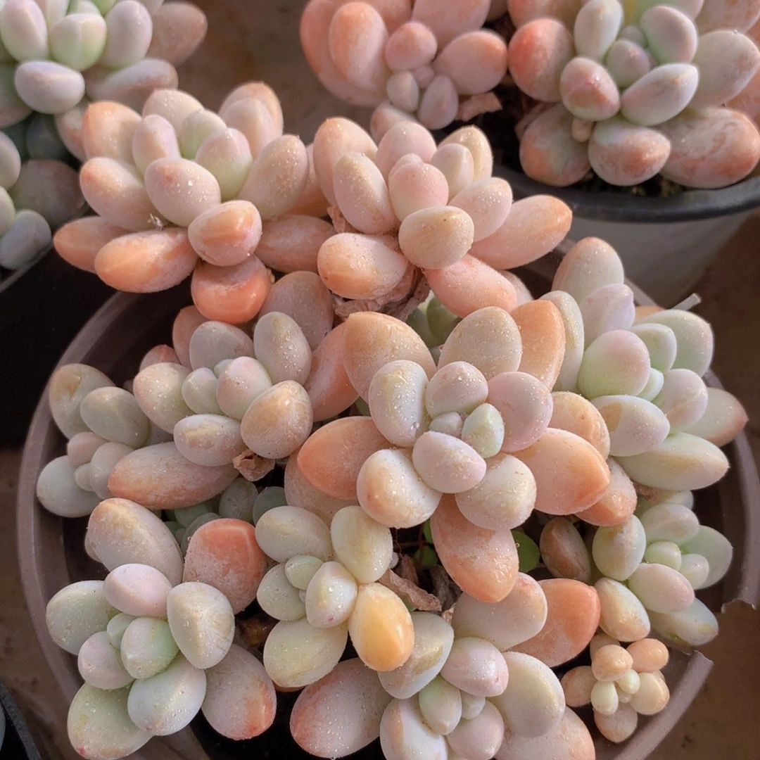 香芋14 公分一物一拍