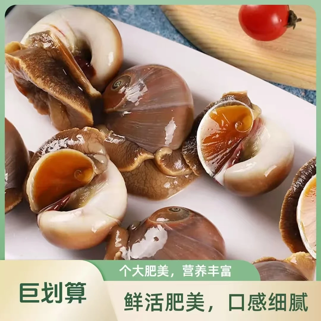 【鑫鑫优选】精品猫眼螺 大头香螺 （1斤/500G 装）