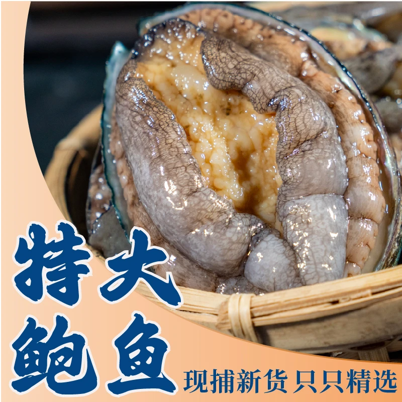 【顺丰发货】③新鲜特大活冻鲍鱼纯肉 营养美味海鲜（6-8头鲍）15只/包