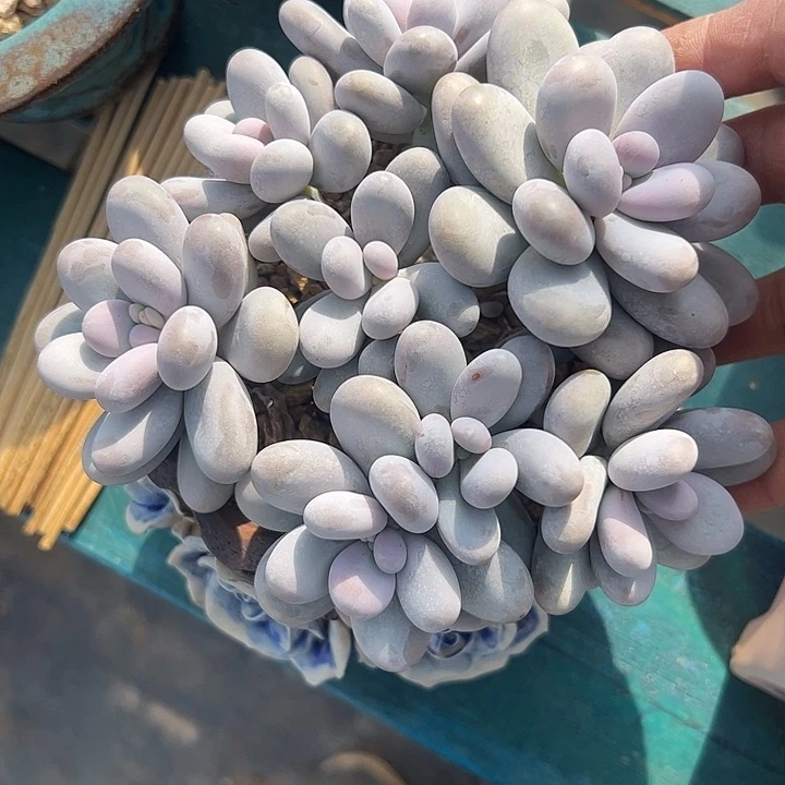 原始奶8头11111111