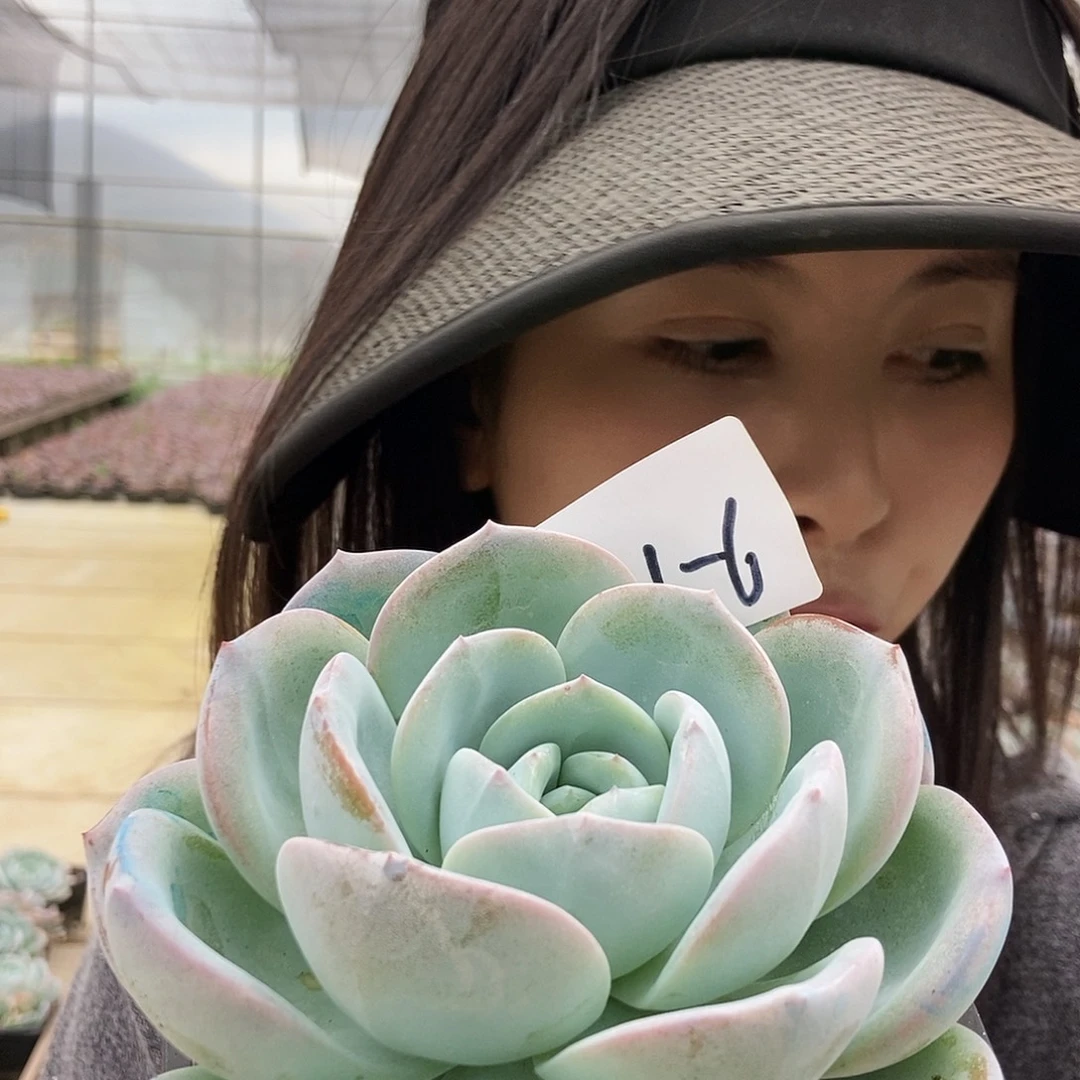 31-6白凤杂随机一棵