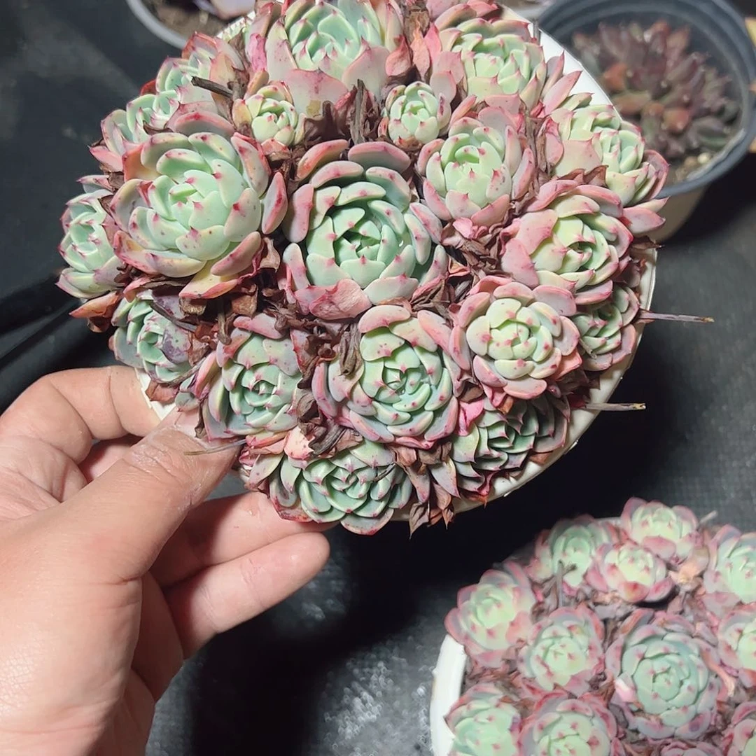 娜娜小勾手捧整桩无砍