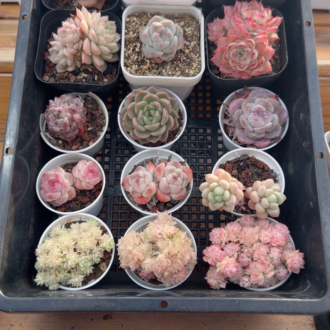 框拍框拍0221-43