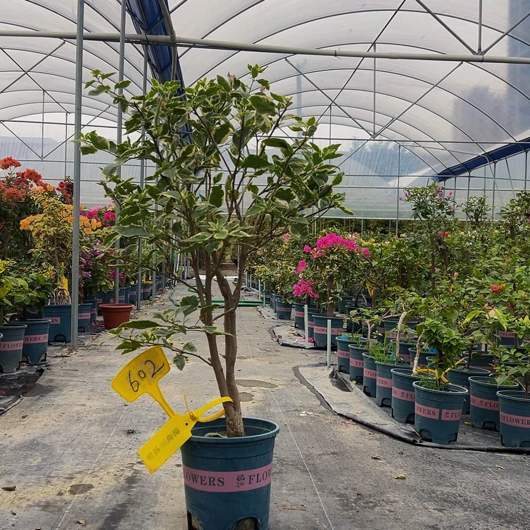 当前无花栽培后可以开花80CM 嫁接 小斑叶丽人树头 602