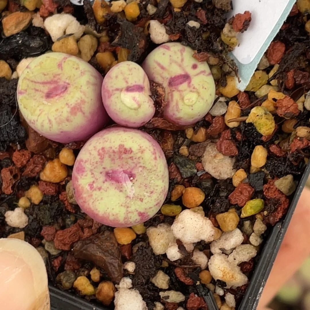 15-9嘴多肉植物肉锥