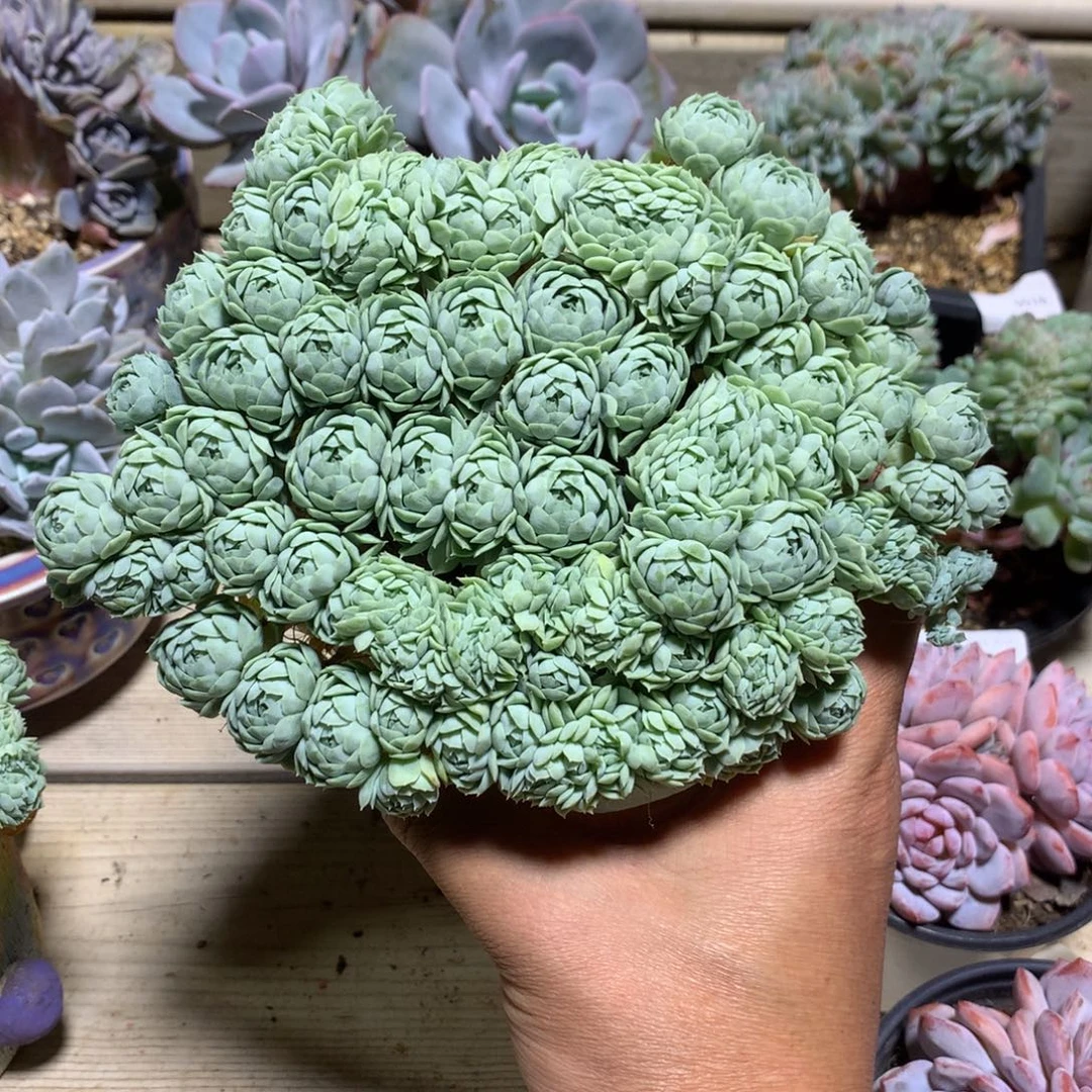 6536羊脂球缀化满天星一颗16厘米