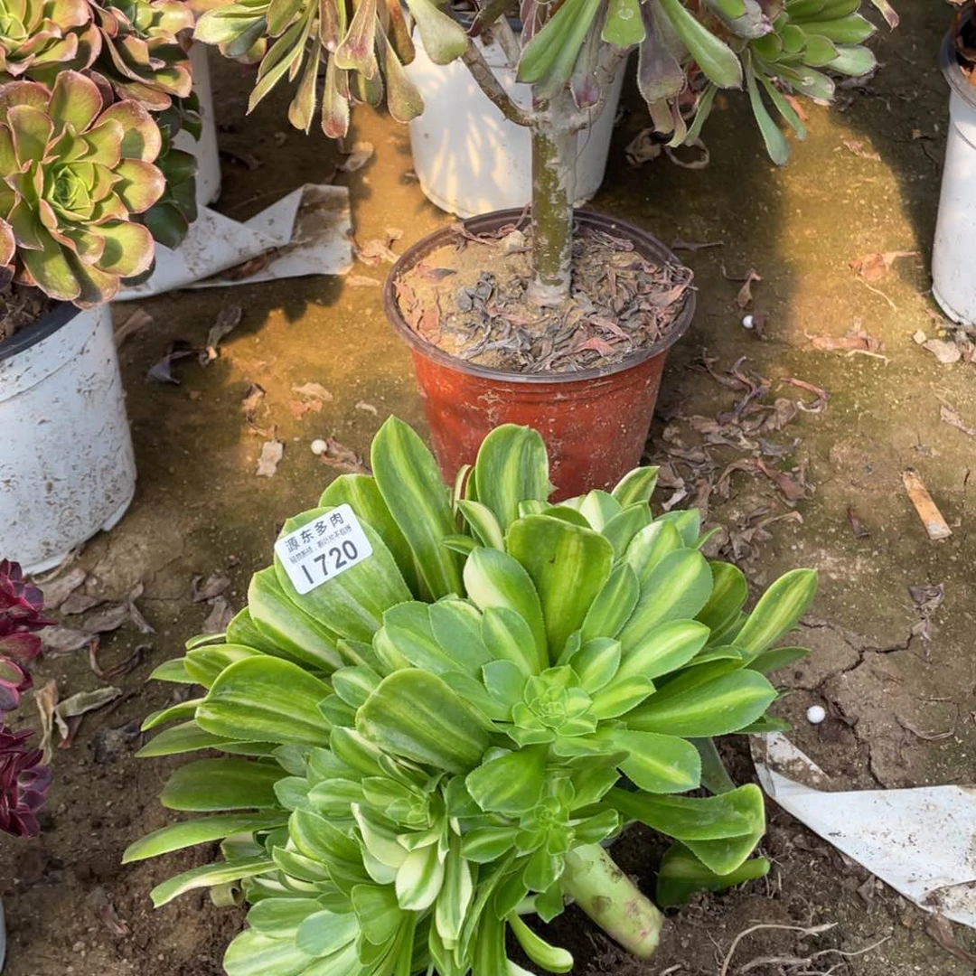 720五彩多肉法师断枝不包量