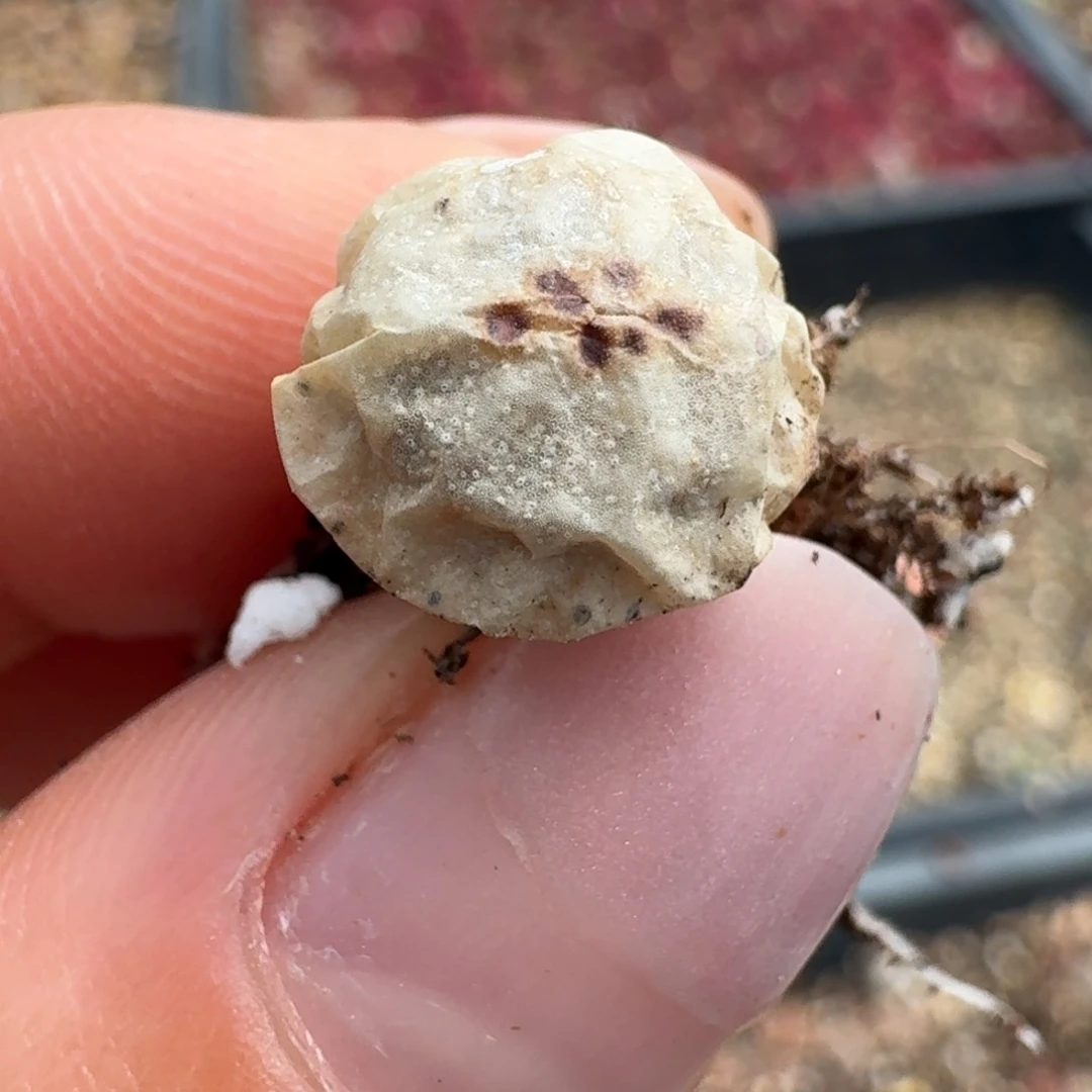 332超级烧卖dt7778一颗