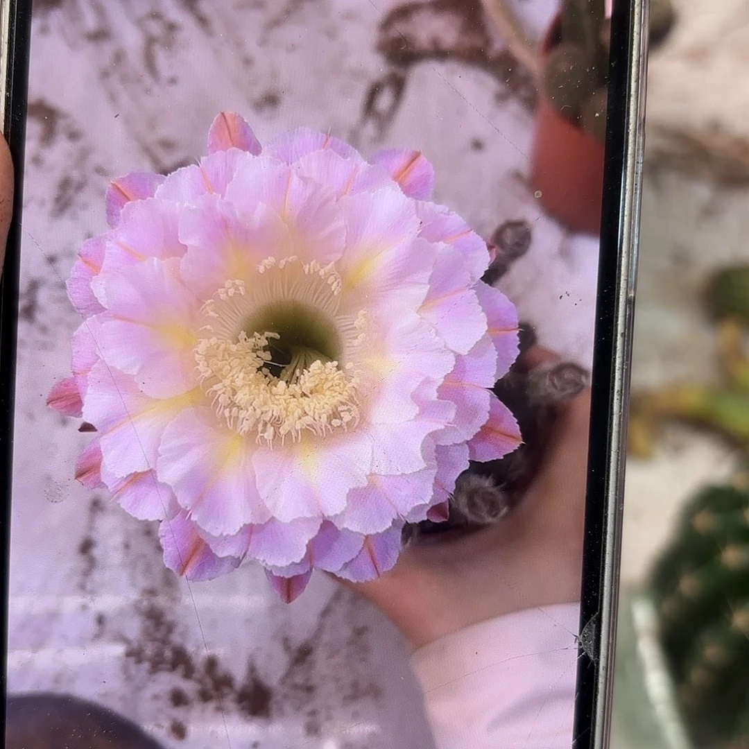 彩草紫霞仙子侧牙6.8-7公分左右