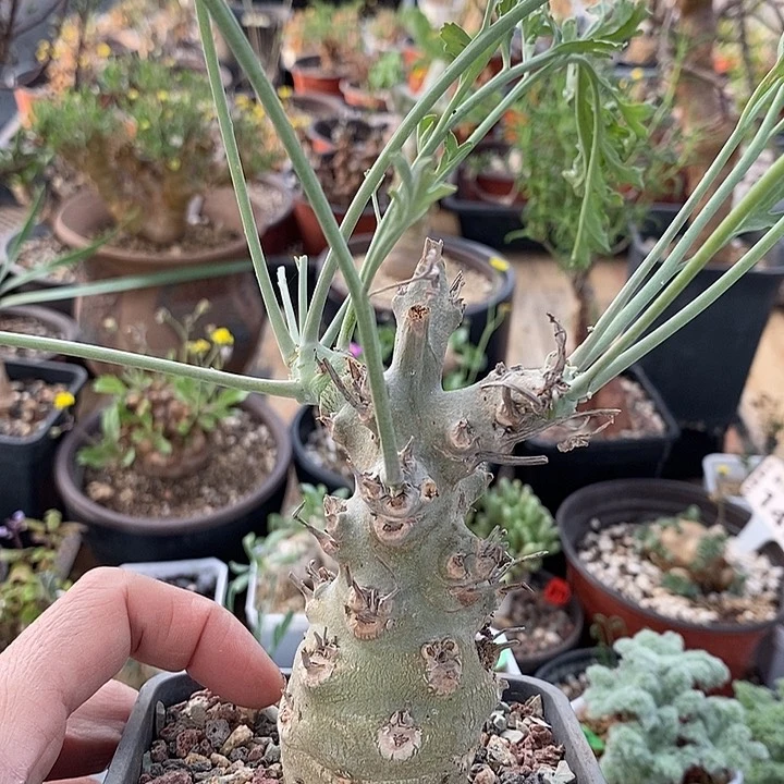 712沉香鹿茸洋葵一一一一