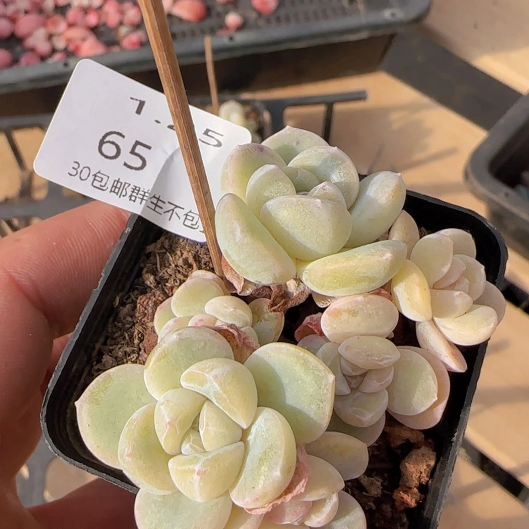 六头冰玉一颗脱土发货