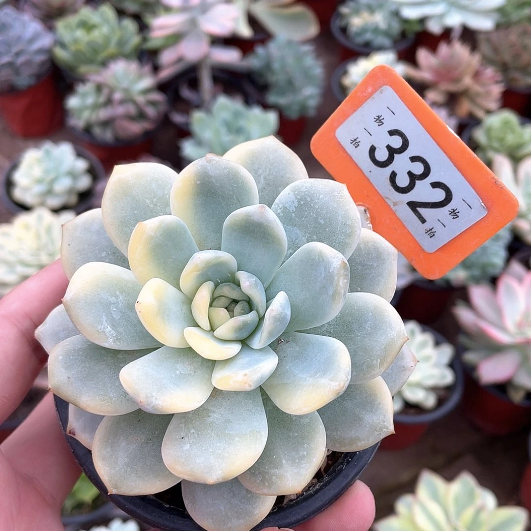 爱***鱼332号多肉植物盆栽