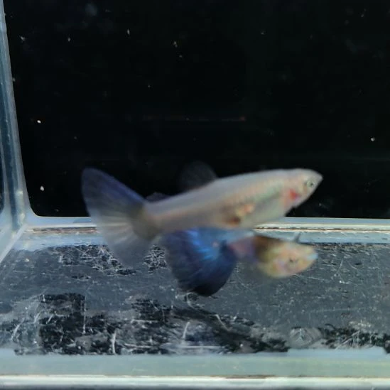 孔雀鱼野生色彩虹一对