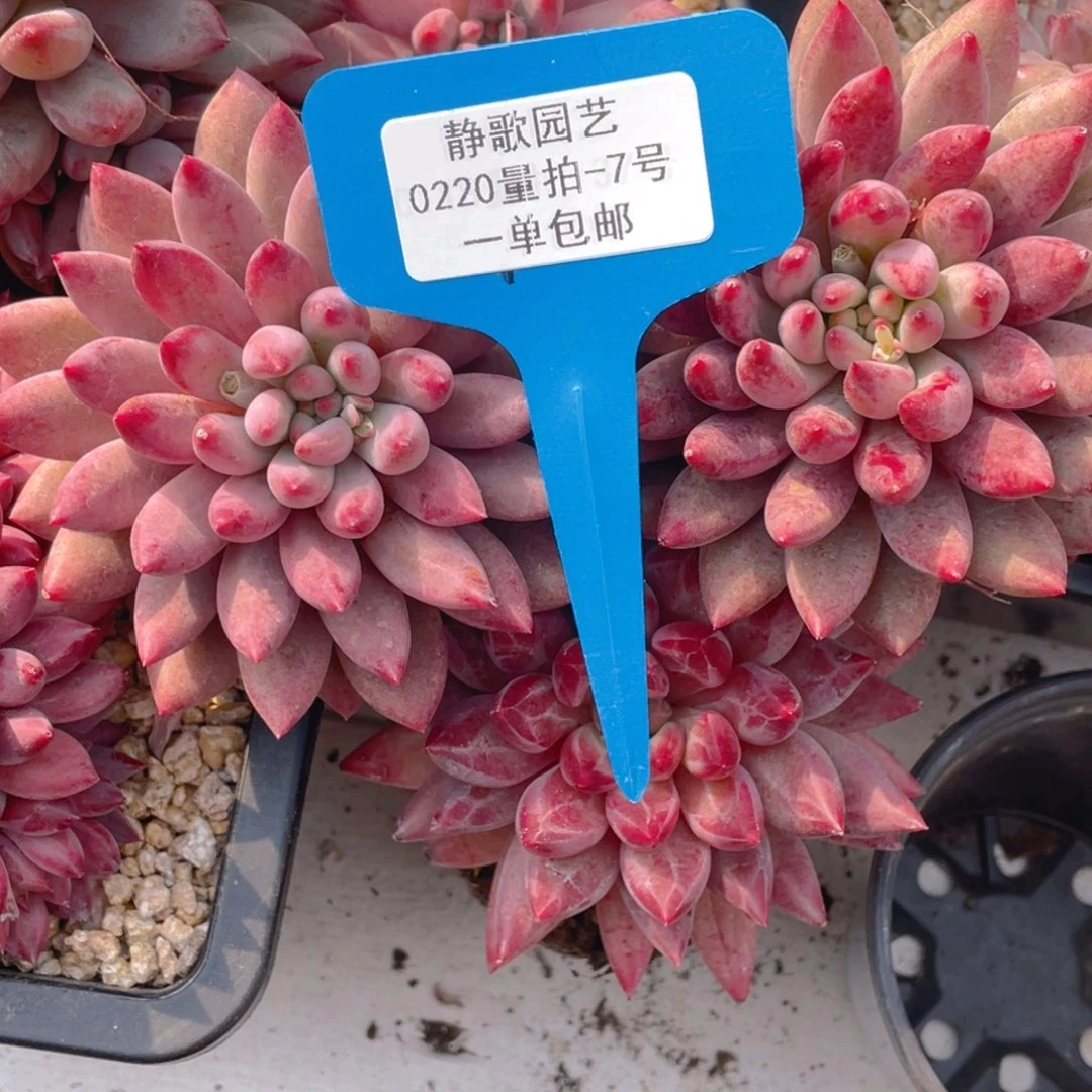 0220-7-羽毛体虞美人福利一颗