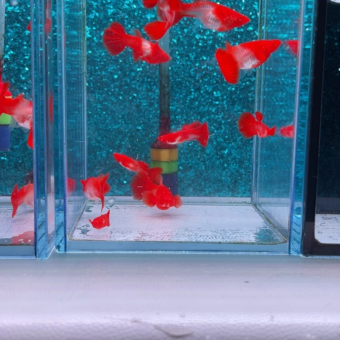 晴***妈孔雀鱼通背双分水5对