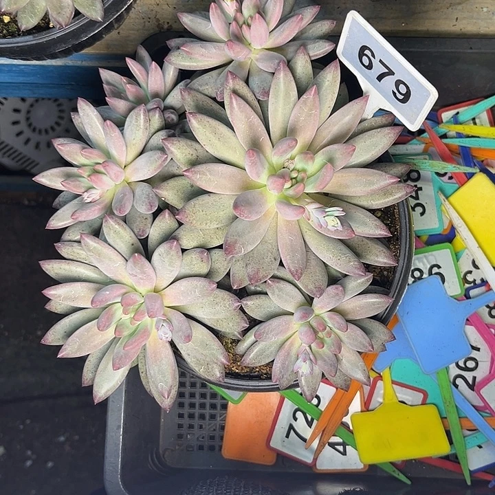 多肉植物胖体虞679