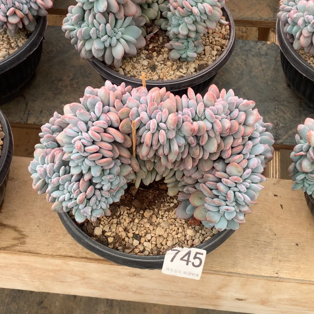 745粉兔缀化多肉植物