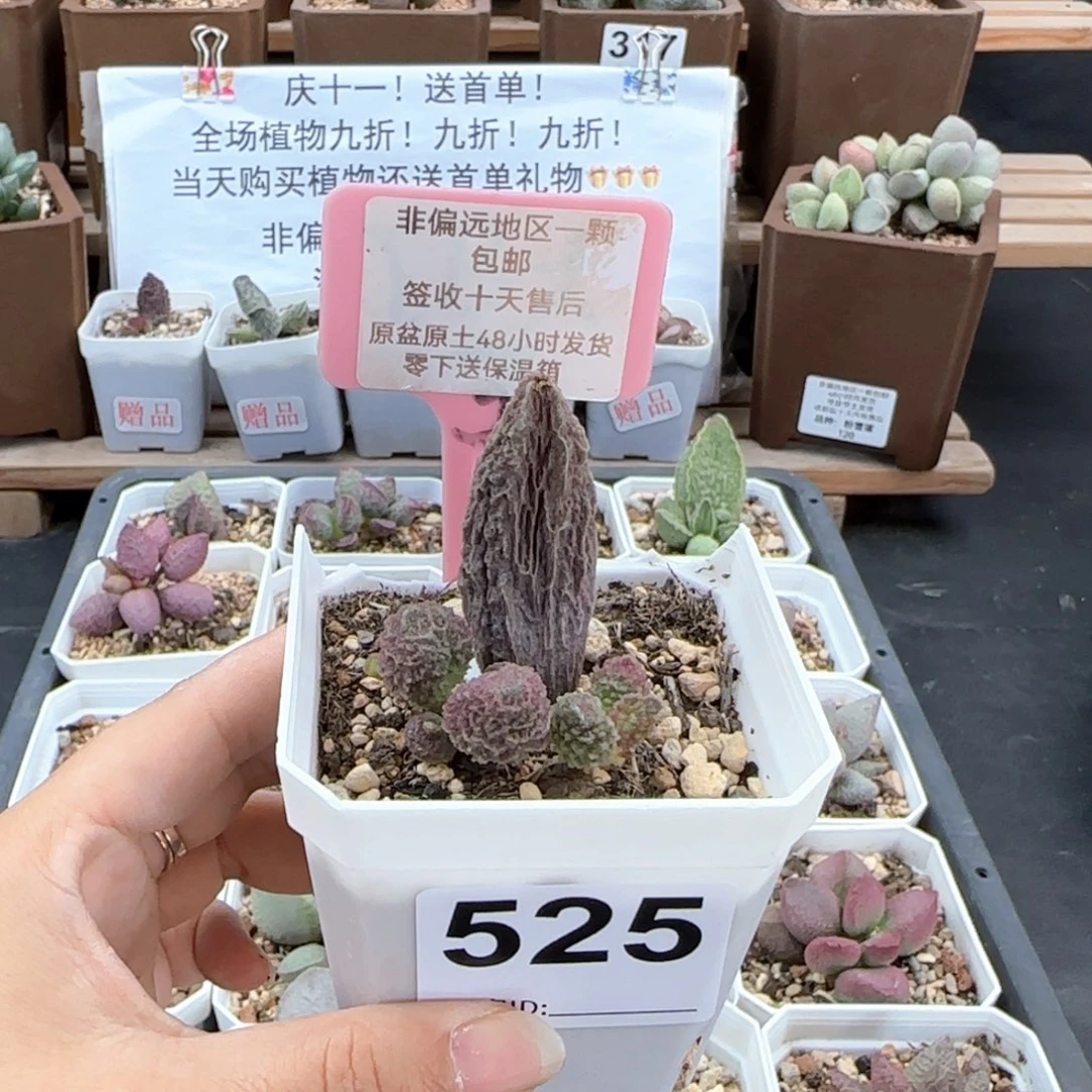 527苍龙多肉植物