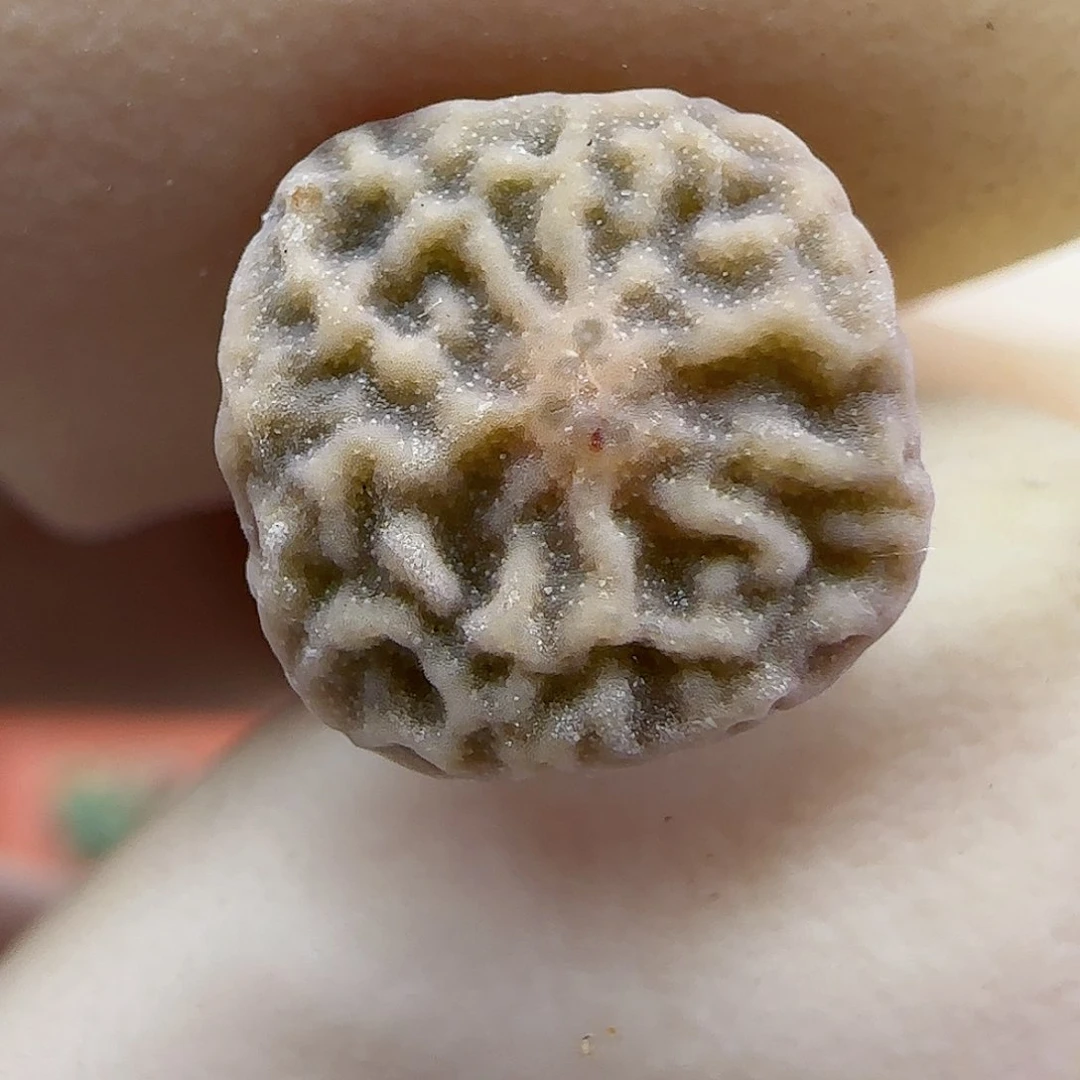 678超级烧麦优选