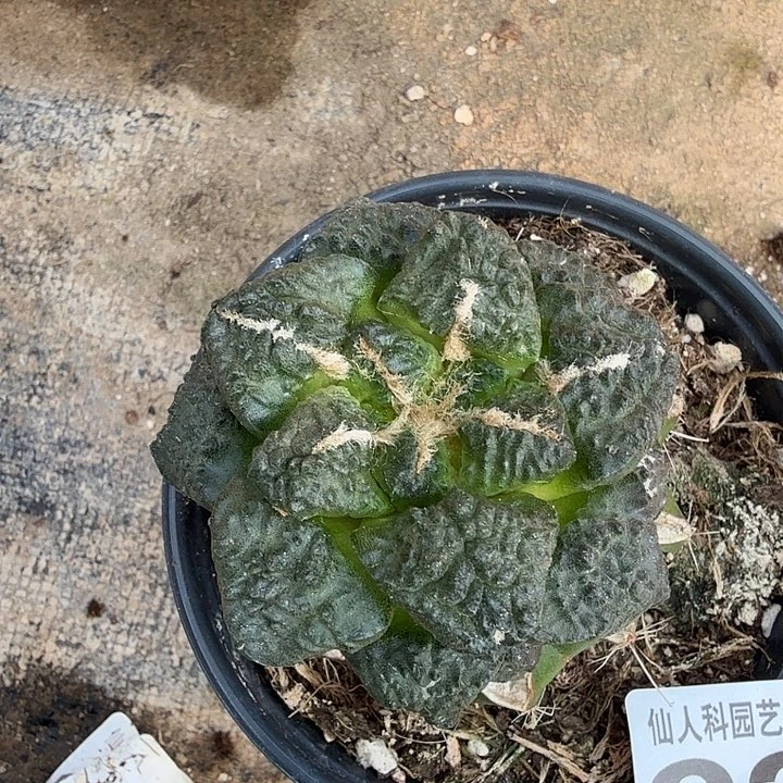 无花朵938龟甲连山牡丹西一