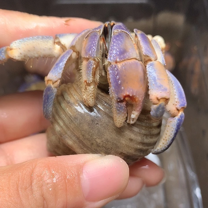 2.6口径奔跑的寄居蟹5号缺尖