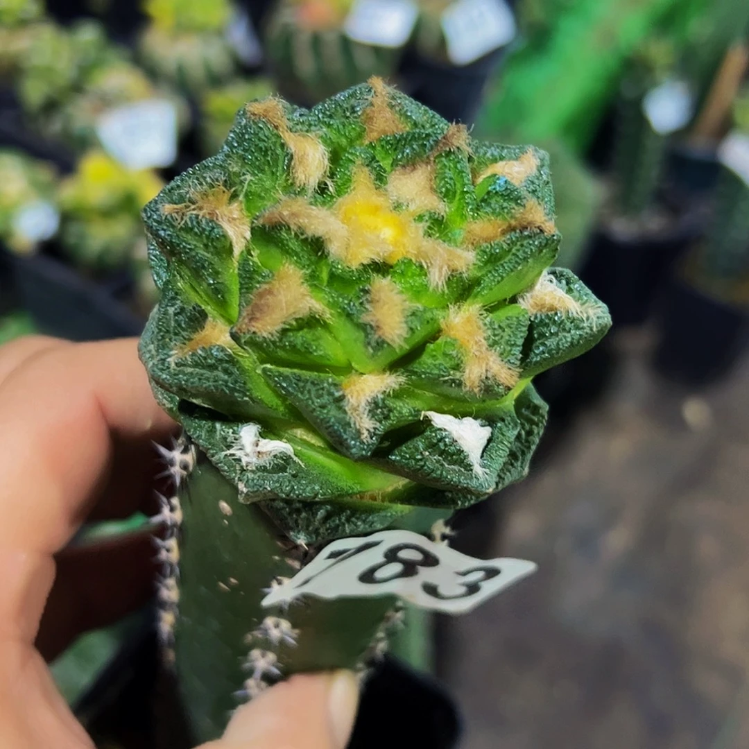 无花朵福利辛顿牡丹783