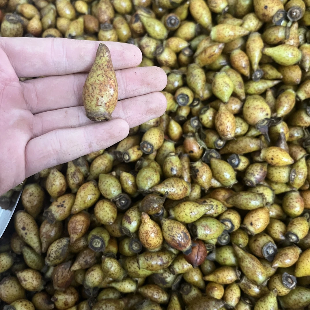 野生金樱子鲜果可用于泡酒深山当季现摘野果500g