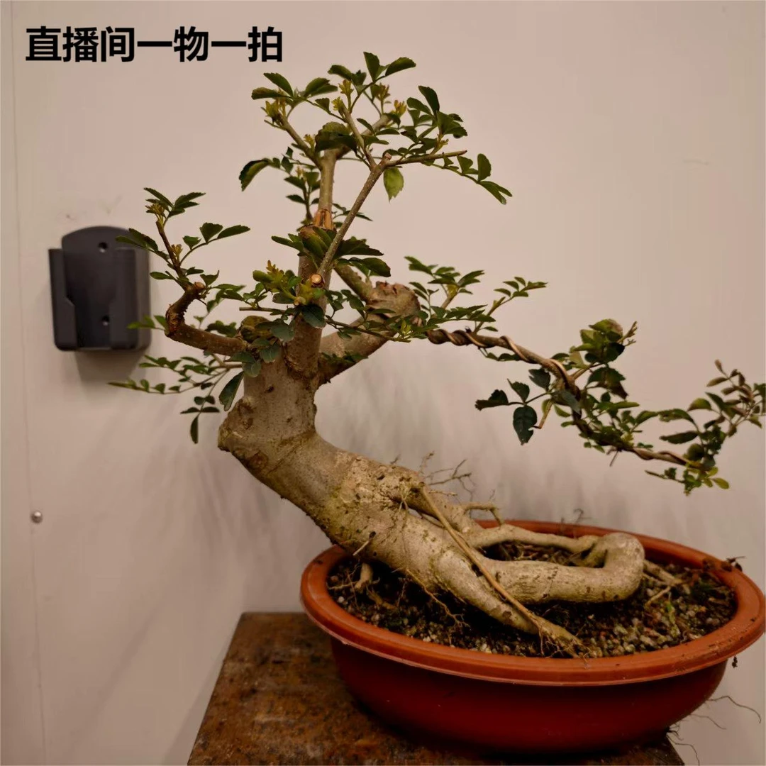 对节白蜡矮霸老桩造型盆景适合别墅庭院