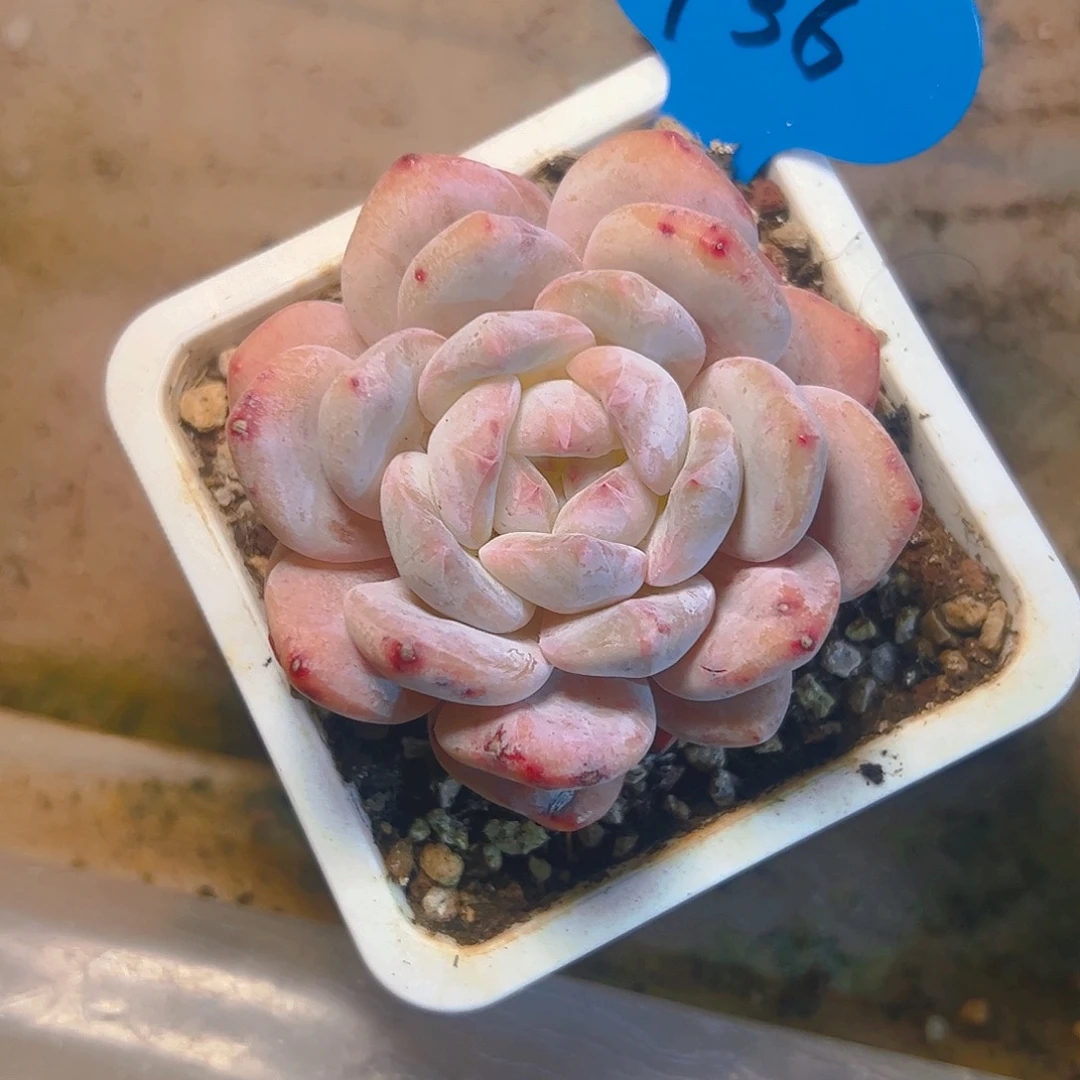 嘟****里橙梦露石化736号一物一拍