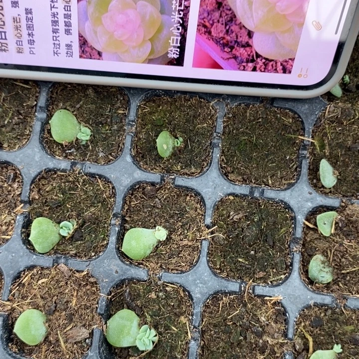 粉心光芒芽苗一个量拍