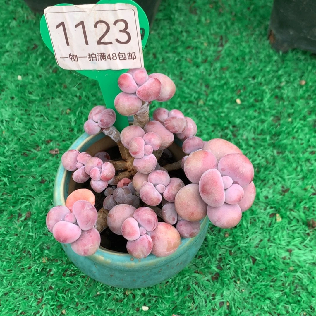 腰子蛋老桩开播福利1123