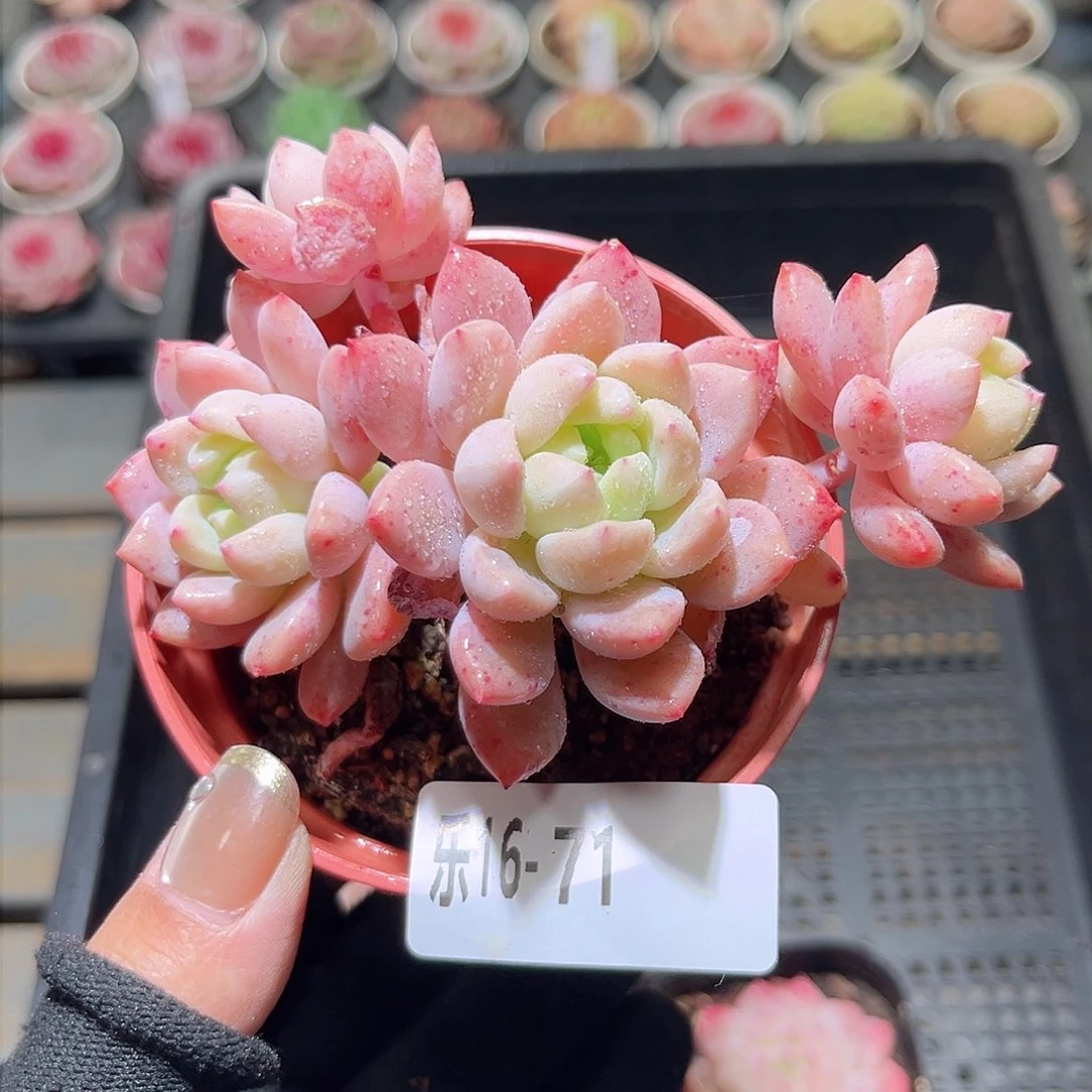 乐16-71 洛丽塔群