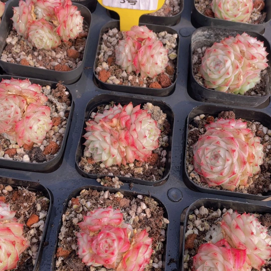 3号花朵脸粉麦秆群生一个