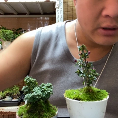 红陶海***波一物一拍所见即所得53