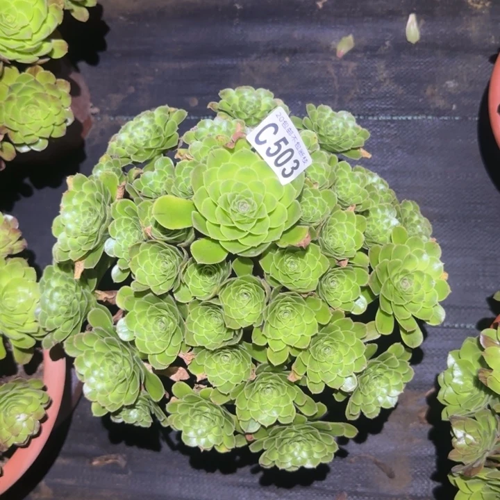 魅灵……多肉植物的