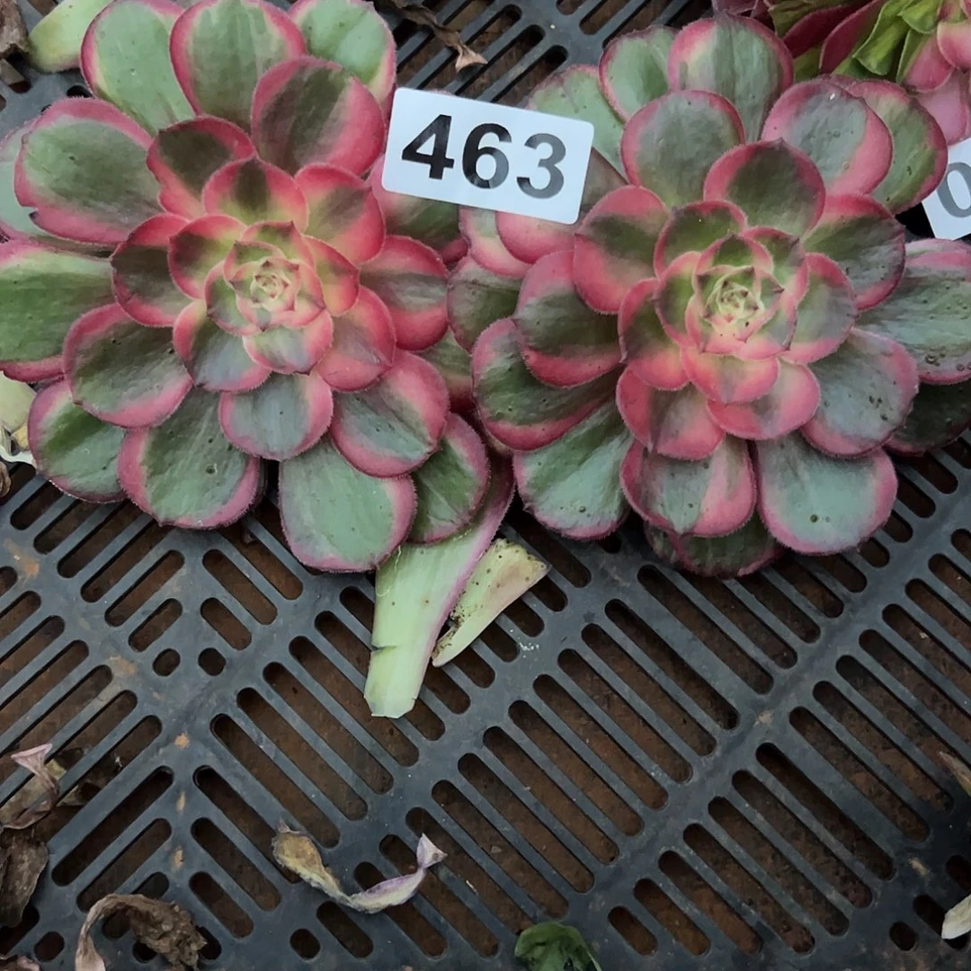 芝***糕精品多肉植物463桃花坞